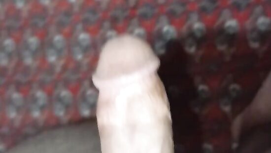 penis     